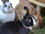 Tiere Kaninchen.JPG